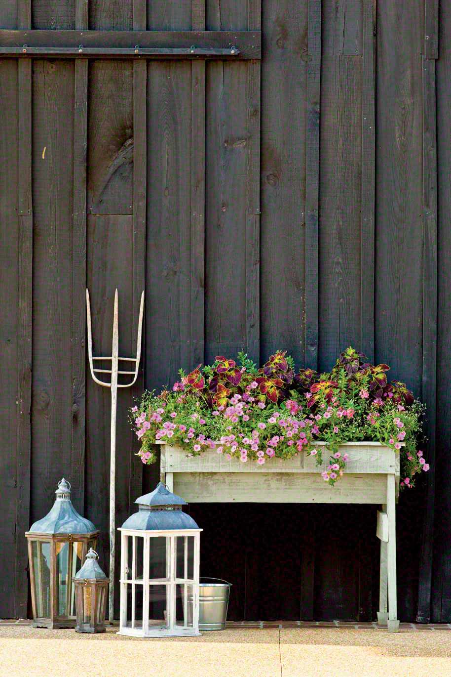 Pretty Petunias