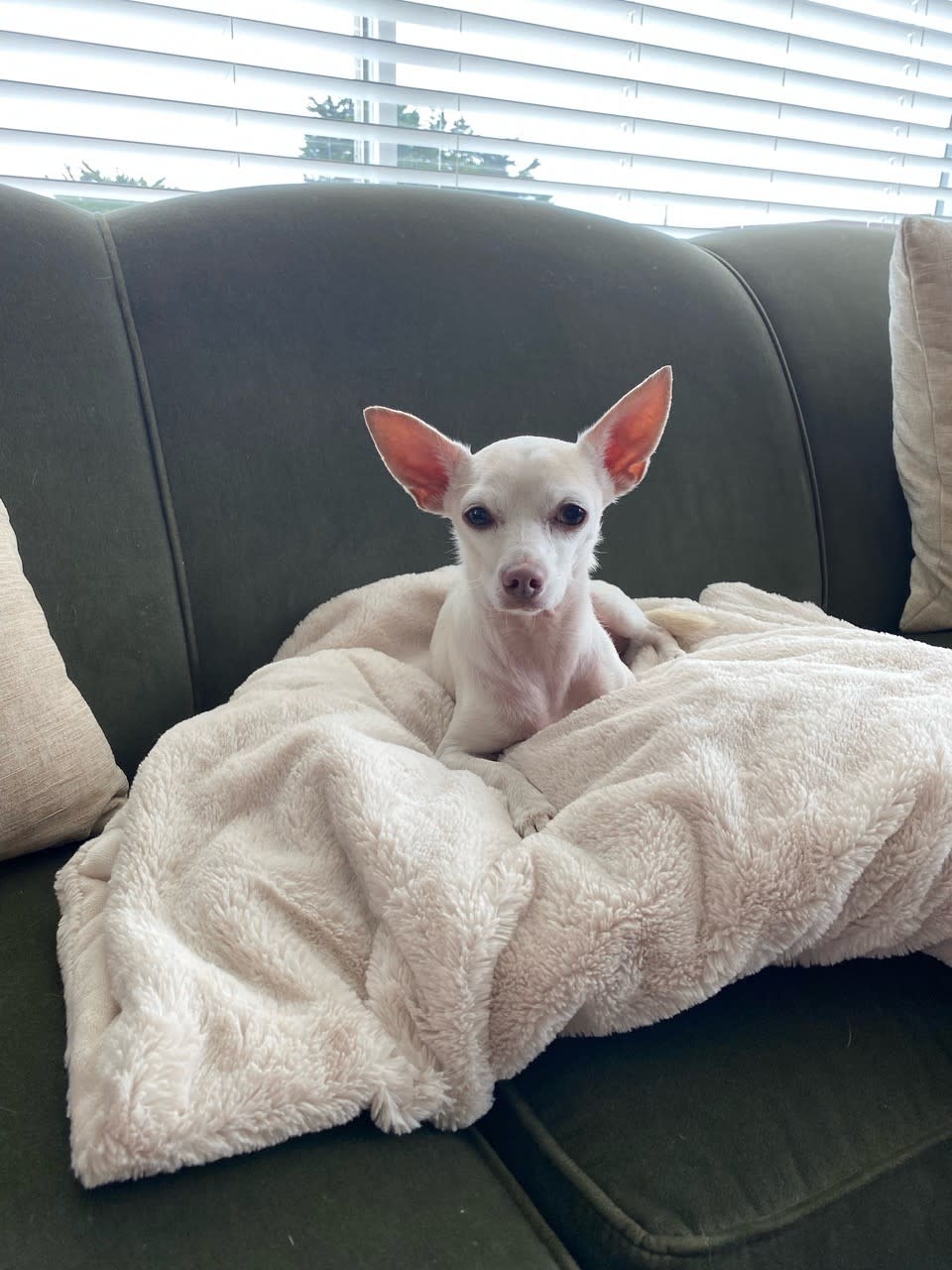 Gucci, 11, enjoys the good life in his new home in Moss Beach, California. (Courtesy Debbie Carrington)