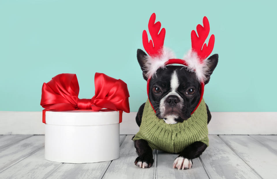 The best holiday gift ideas for the pet lover in your life