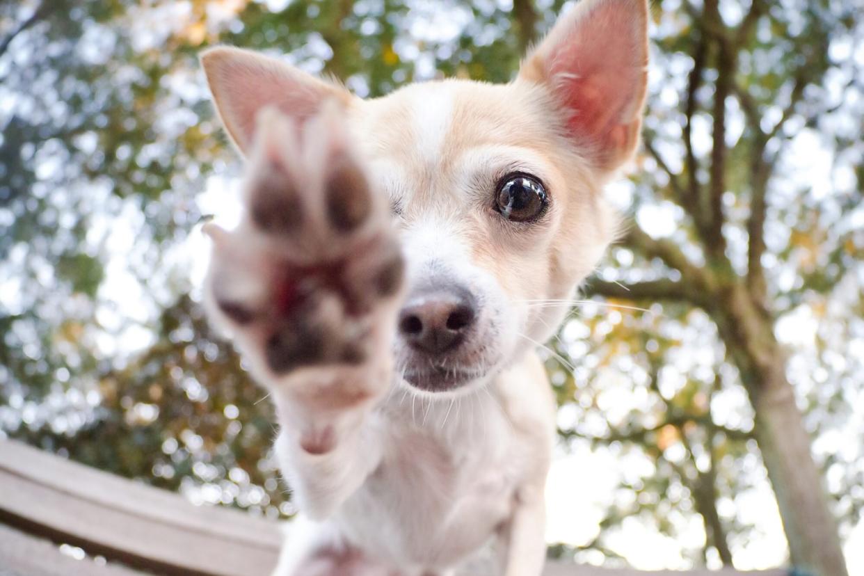 chihuahua pawing at camera