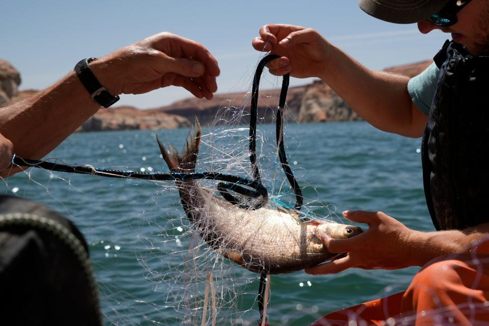 A Utah State University research team untangles a gizzard shad from a gillnet net on June 7, 2022.