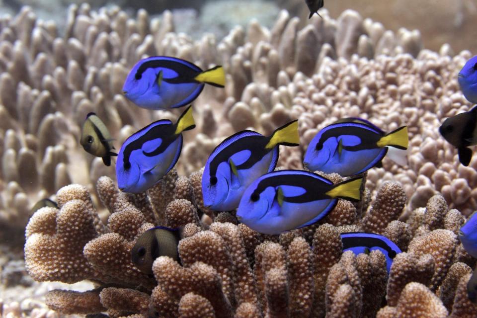 <span class="caption">Some of the diversity of the Chagos Reef.</span> <span class="attribution"><a class="link " href="https://www.livingoceansfoundation.org/publication/global-reef-expedition-chagos-archipelago-final-report/" rel="nofollow noopener" target="_blank" data-ylk="slk:Derek Manzello/Khaled bin Sultan Living Oceans Foundation;elm:context_link;itc:0;sec:content-canvas">Derek Manzello/Khaled bin Sultan Living Oceans Foundation</a></span>