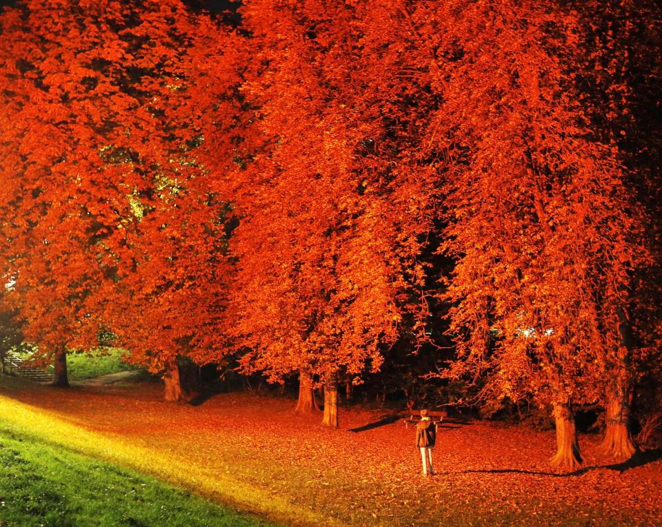 Trees illuminated in Timmendorfer Strand, Germany