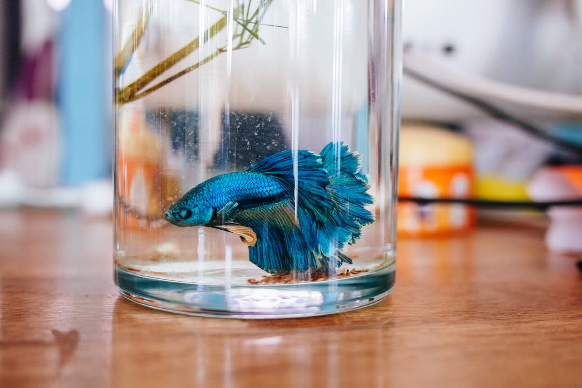 Some Betta fish can jump out of their bowls. <p>thanyathornS/Shutterstock</p>