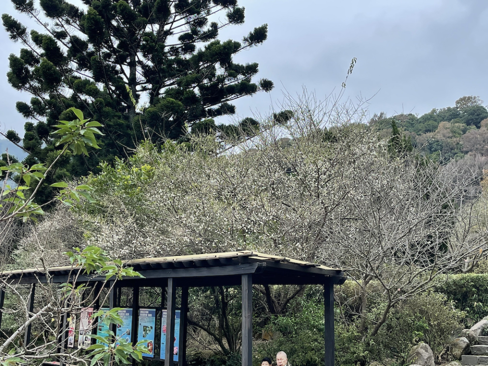 陽明公園老梅花（圖片來源：臺北市政府工務局公園路燈工程管理處）