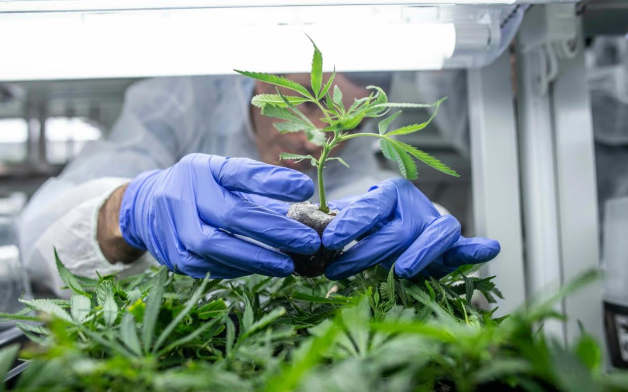 A medical cannabis cultivating and processing plant of BOL Pharma in Israel - MTI