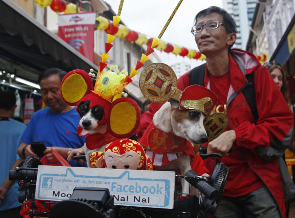 A man pushes his bicycle with his dogs dressed in Lunar New Year costumes in Chinatown on 5 February. Photo: Reuters/Edgar Su.