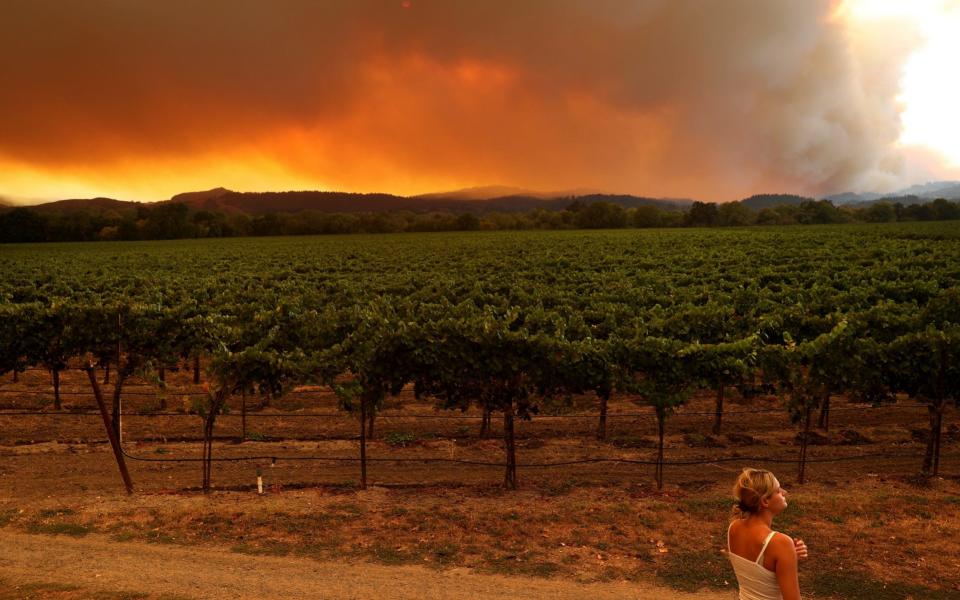 A local resident stands next to a vineyard while watching the fire burning in nearby hills in Healdsburg, California - Getty