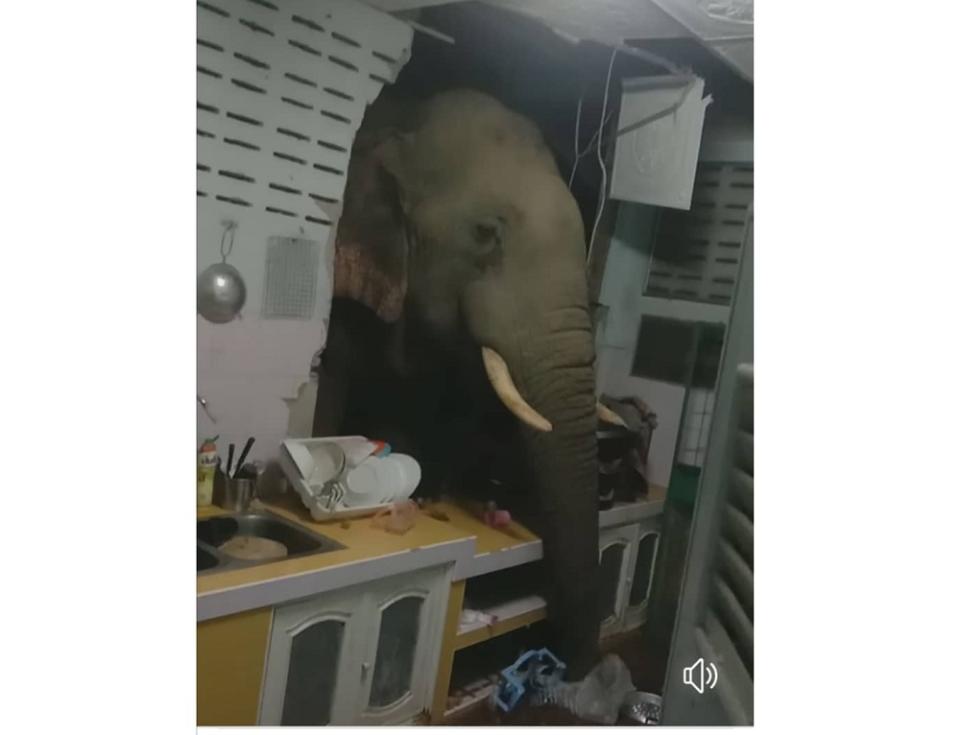 Elephants have been turning up at homes of residents at Pa-la-U in Hua Hin, Thailand to look for food. — Screen capture via Facebook/ Kittichai Boodchan