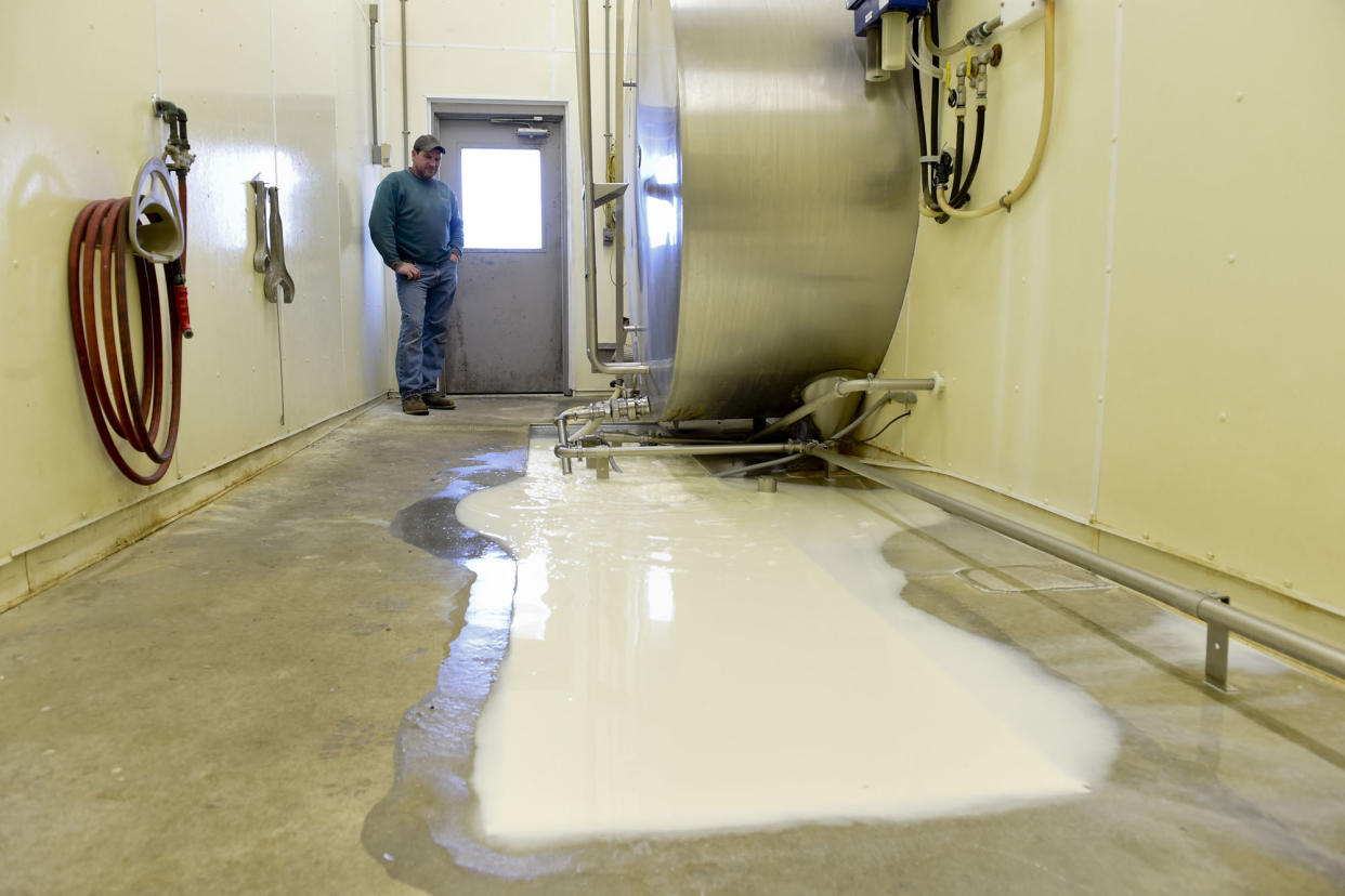 Dairy farmers dumping milk