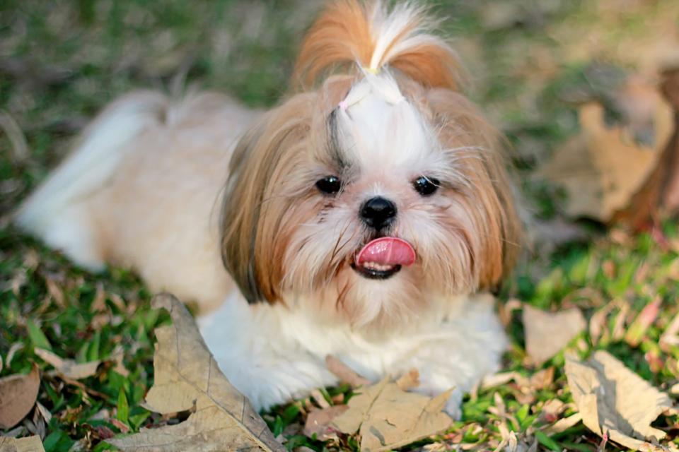 shih tzu with a ponytail sitting in the grass and leaves