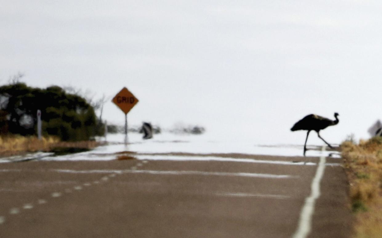 An emu crosses the highway in South Australia - Getty Images AsiaPac