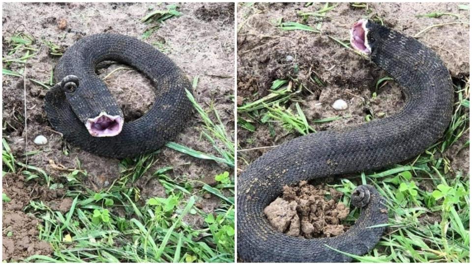 有網友解答這種蛇類叫做豬鼻蛇，全球僅有3個品種。(圖／翻攝自臉書粉絲團「泰國清邁象」)