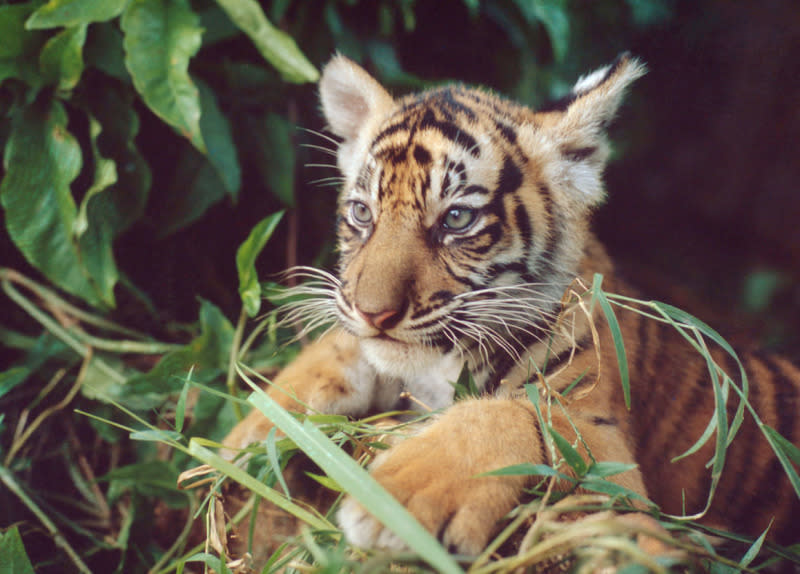 Young Sumatran tiger waits in the undergrowth, in Indonesia.