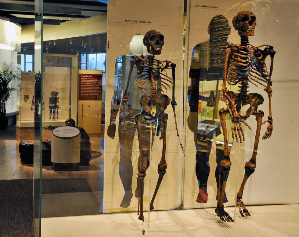 Two Neanderthal skeletons on display at the Smithsonian Museum of Natural History