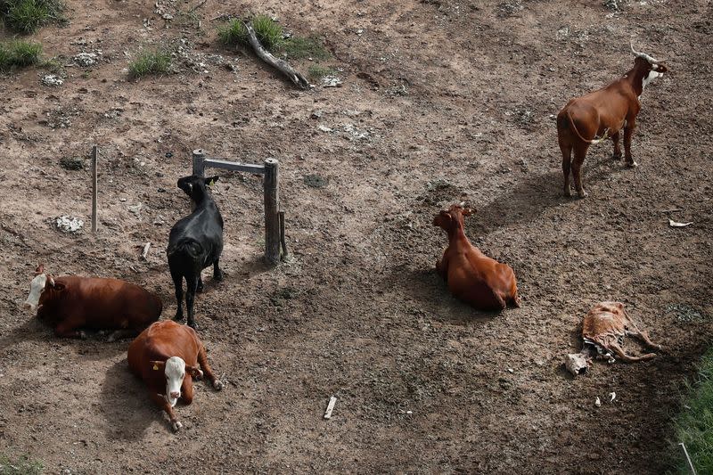 Wider Image: Vientos de comercio global soplan contra la enorme reserva del Gran Chaco en Sudamérica