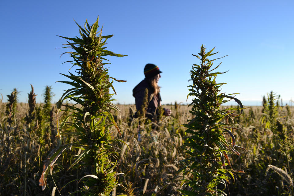 In this Oct. 5, 2013 file photo, a volunteer helps harvest hemp during the first known harvest of the plant in more than 60 years, in Springfield, Colo. The federal farm bill agreement reached Monday Jan. 27, 2014 reverses decades of prohibition for hemp cultivation. Instead of requiring approval from federal drug authorities to cultivate the plant, the 10 states that have authorized hemp would be allowed to grow it in pilot projects or at colleges and universities for research. (AP Photo/P. Solomon Banda, File)