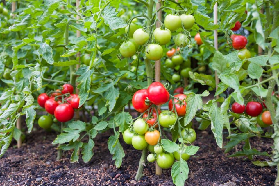 Red, green, and yellow tomatoes on multiple tomato plants in a garden bed.