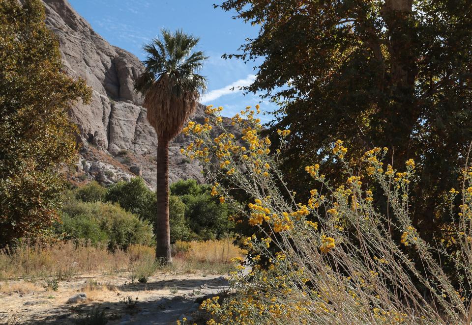 Palm trees and natural vegetation can be seen along the Whitewater Canyon Loop Trail in the Whitewater Canyon Preserve on Nov. 15, 2019.