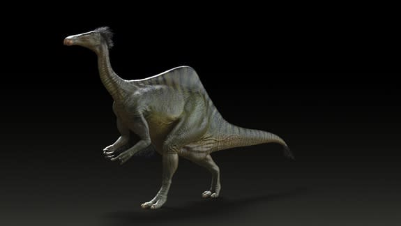 Scientists recently unearthed a humpbacked, ostrichlike dinosaur with huge forelimbs from sediments in Mongolia. The dinosaur, dubbed <i>Deinocheirus mirificus</i>, was an omnivorous theropod that tramped through muddy river bottoms hunting for