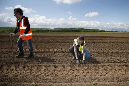 Workers planting pumpkins at Poskitts farm in Goole, Britain May 23, 2016. REUTERS/Andrew Yates