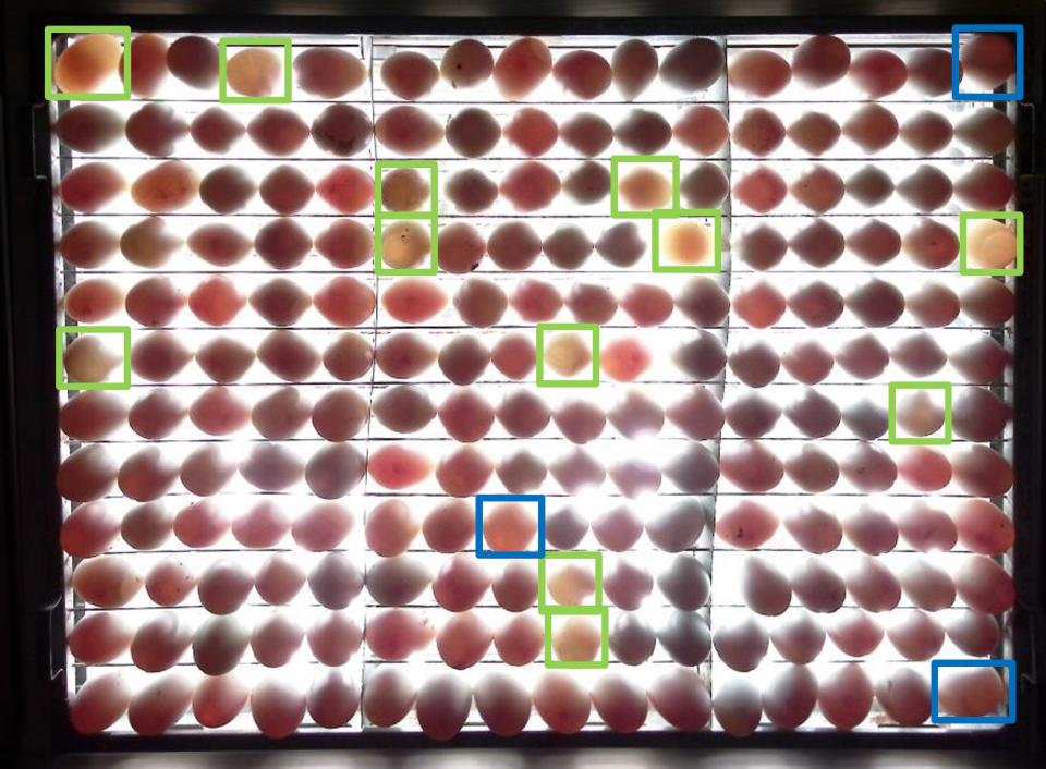 人工智慧影像分析判讀，綠框挑出者為未受精種蛋，藍框為生長中止種蛋。（圖片提供／畜產試驗所）