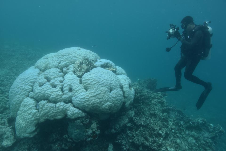 A diver in a wetsuit is photographing a large bleached coral in a blue sea.