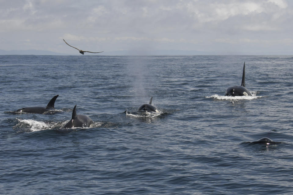 In this photo provided by Michael Pierson, an unusually large group of killer whales was spotted off the coast of San Francisco on May 7, 2023. (Michael Pierson/Oceanic Society via AP)