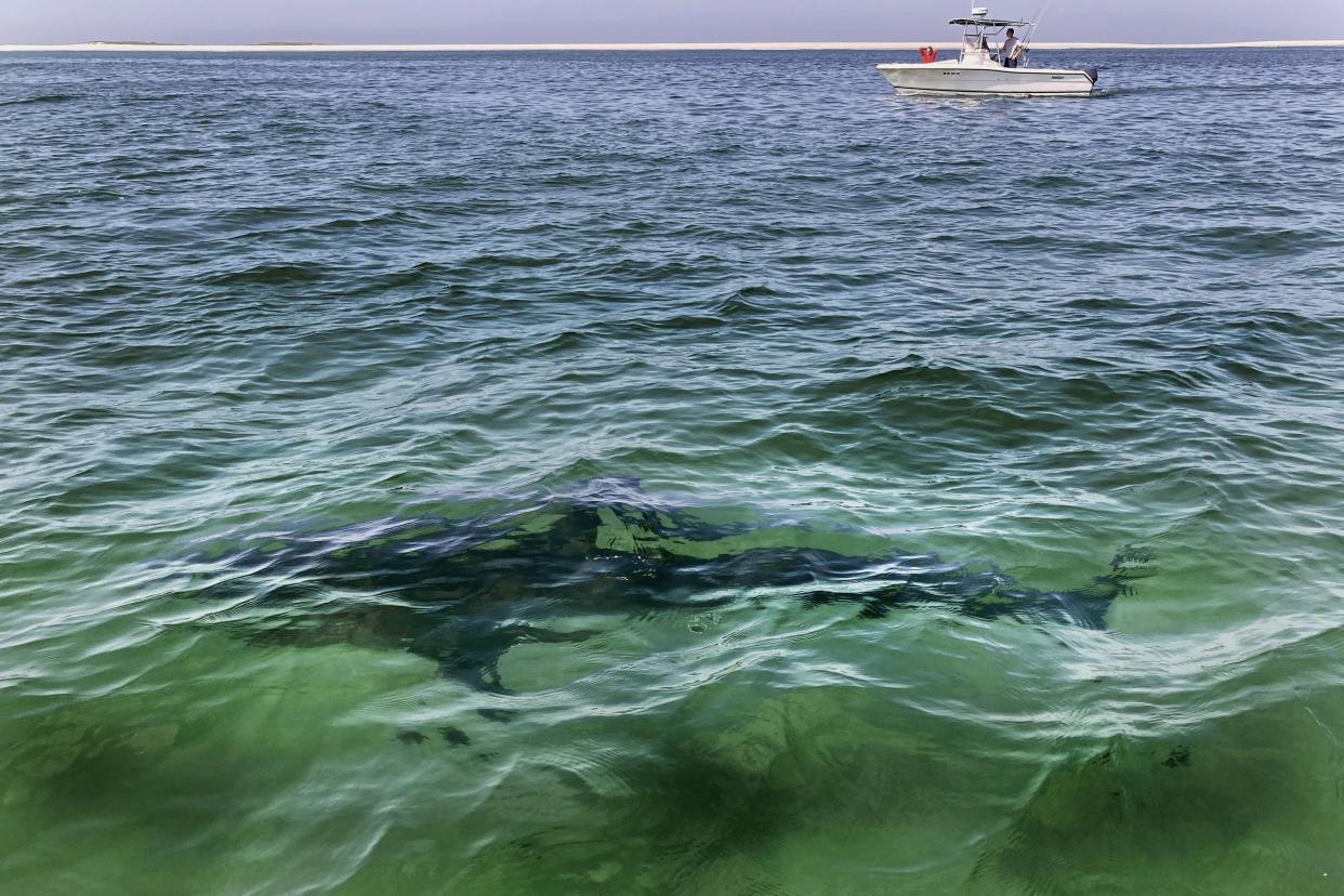 A shark is seen swimming across a sand bar on Aug. 13, 2021, from a shark watch with Dragonfly Sportfishing charters, off the Massachusetts' coast of Cape Cod.