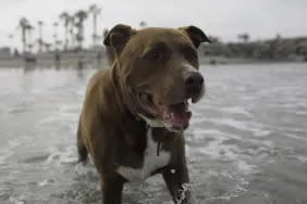 Pit Bull dog in water before being rescued from floods in Greenville, North Carolina.