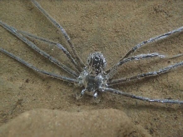 Diving Spider