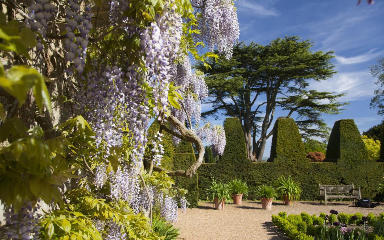 Wisteria flowering on a wall beside the Knot Garden at Nymans, West Sussex