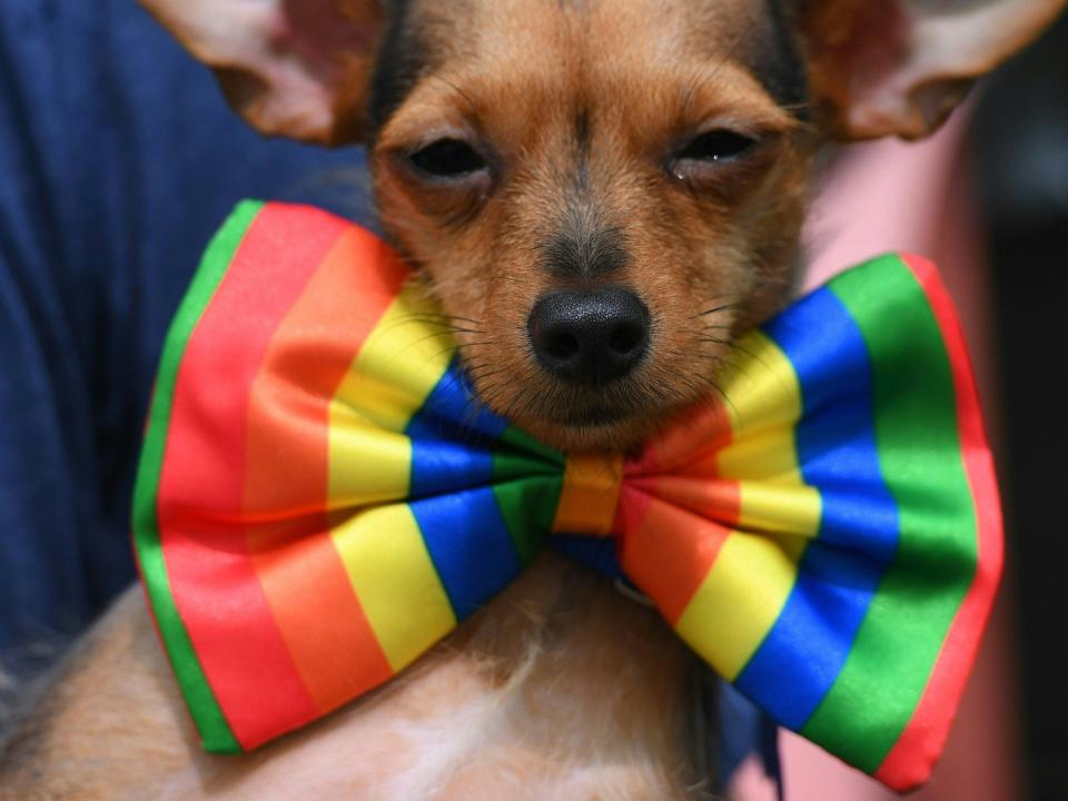 dog pride parade