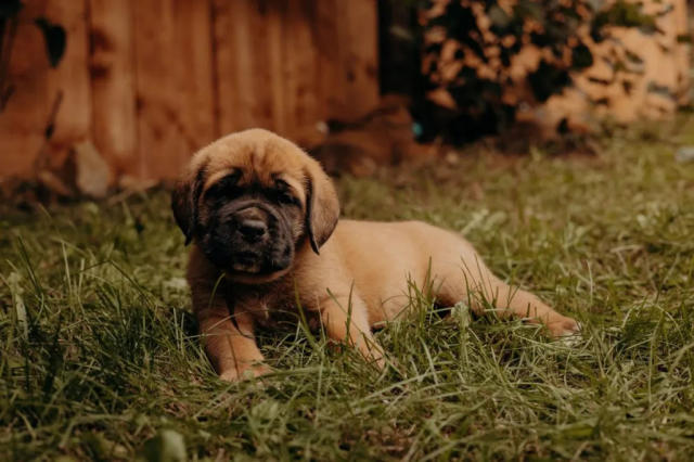 Fila brasileiro - mastif z Ameryki Południowej 