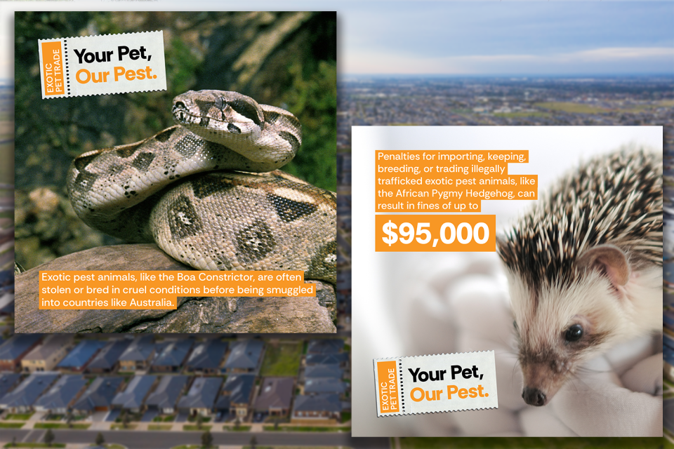 Background: A blurred aerial suburb-scape. Insets: Two advertising images from the Your Pet Our Pest campaign.