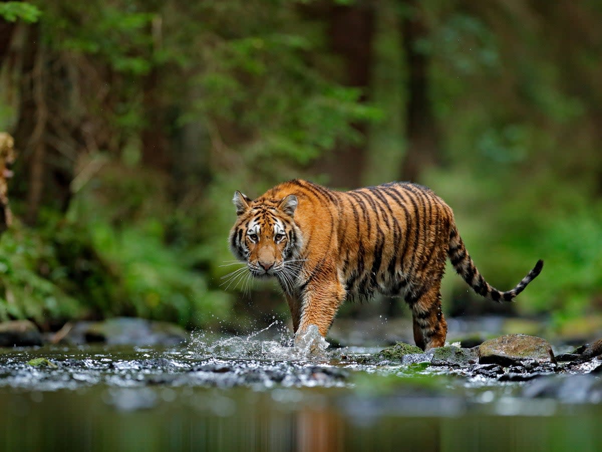 Animals higher up the food chain could suffer as energy transfer declines due to rising temperatures (Getty)