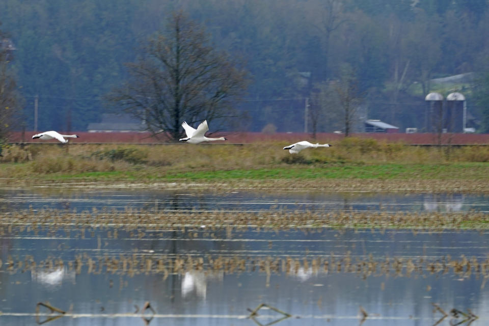 CORRECTS BIRDS TO SWANS INSTEAD OF GEESE - Swans fly over flooded farmland near Sumas, Wash., Monday, Nov. 29, 2021. People in Sumas, located near the Canadian border, were asked to evacuate voluntarily Saturday night, as communities in the area were still dealing with flooding from a storm earlier in the month. (AP Photo/Elaine Thompson)