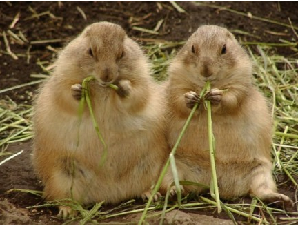 Prairie Dogs