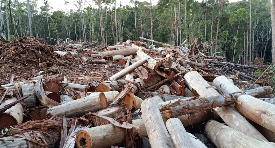 Stacks of logs in the foreground with trees in the background.