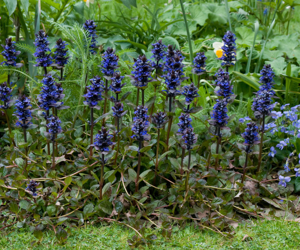 purple flowers of Ajuga reptans 'Catlin's Giant'