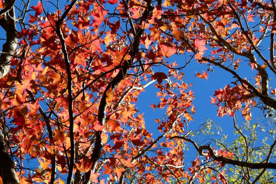 奧萬大目前僅賞楓平台可見橘紅秋景。   圖：取自奧萬大森林遊樂區臉書