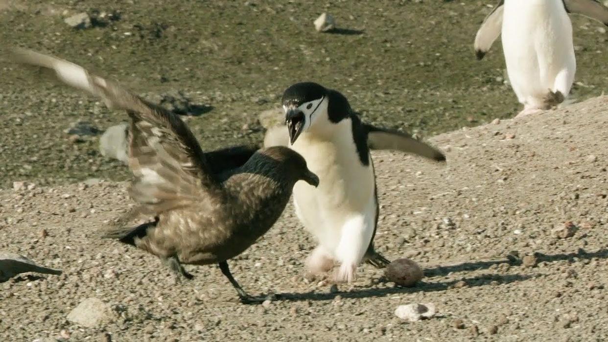 Un pingüino defiende a su polluelo del ataque de una skúa parda en Bird Island, Antártida