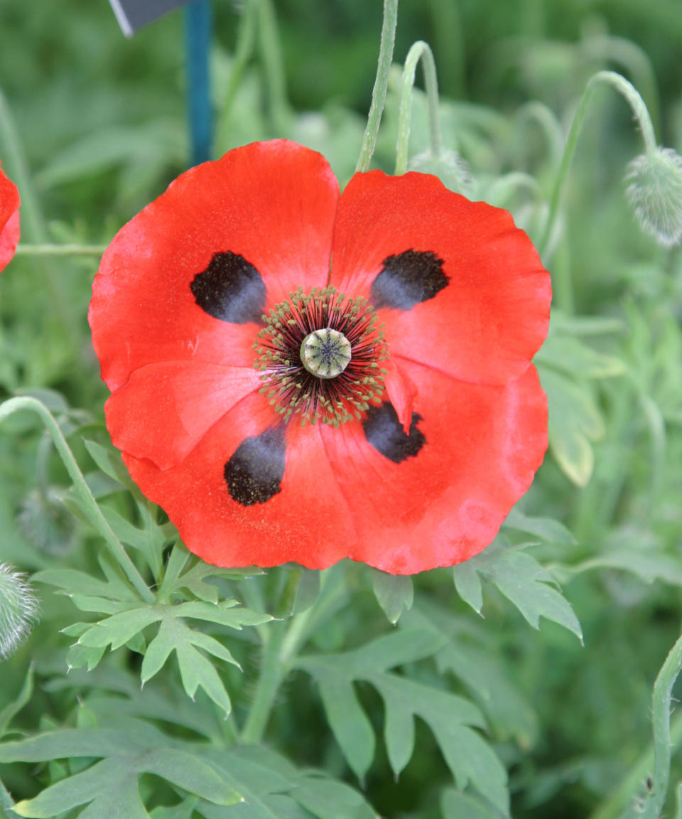 The poppy variety 'Ladybird' has red petals with black central blotches