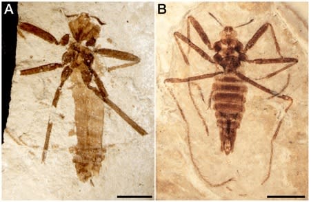 The <i>Saurophthyrus exquisitus</i> flea dined on the blood of pterosaurs, or flying reptiles, about 125 million years ago.