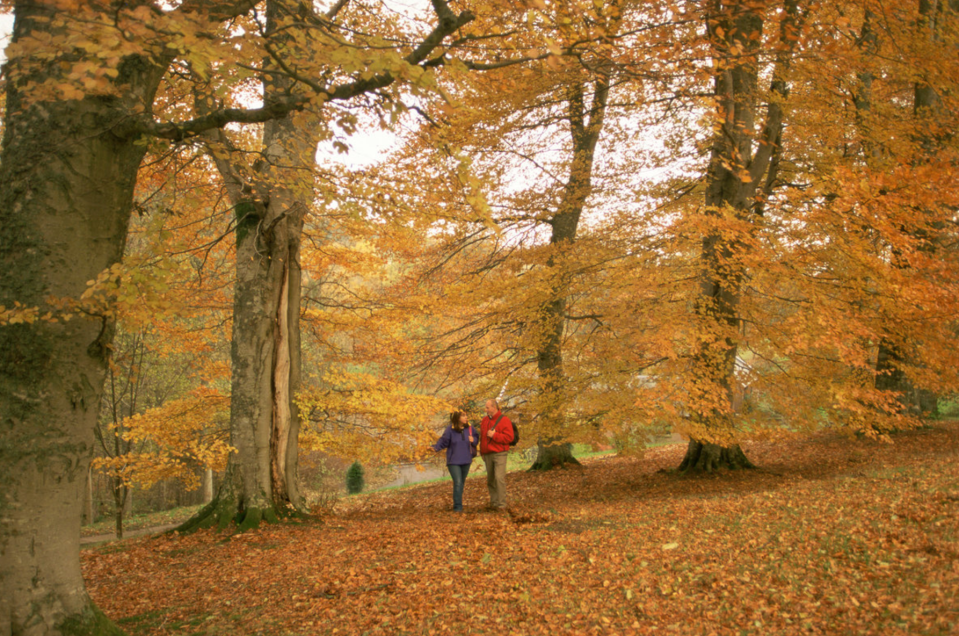 Dawyck Botanic Garden, Scottish Borders