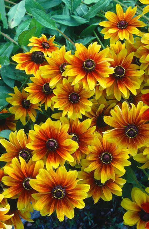 18) Rudbeckia