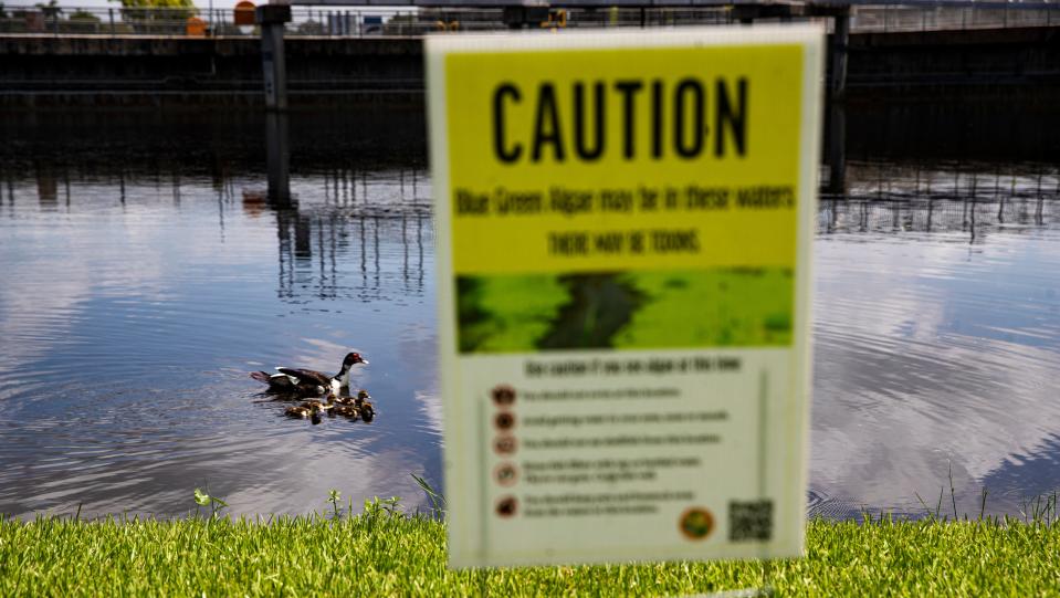 A mother Muscovy duck and her ducklings swim past a caution sign at the Franklin Lock on the Caloosahatchee River in June of 2022. The caution sign alerted visitors that there may be blue-green algae in these waters.