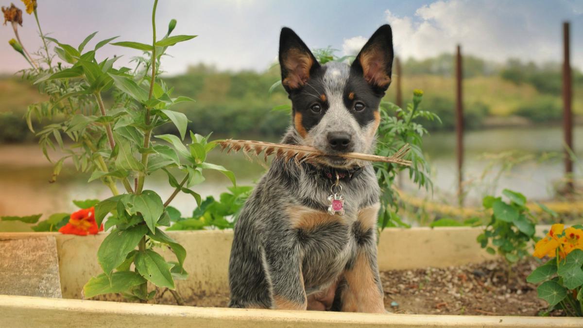 are australian cattle dog noisy