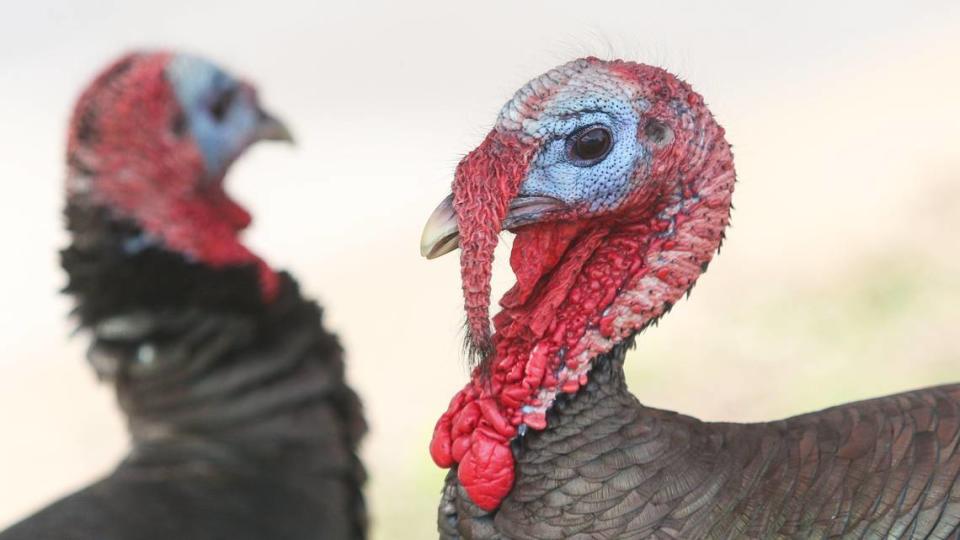 Wild turkeys are regularly seen in north Morro Bay.