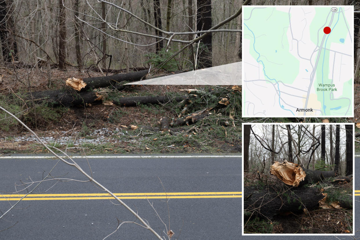 tree and map of fatal accident